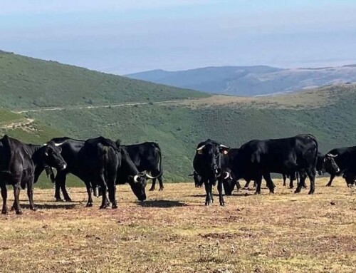 Extremadura convoca ayudas a la cría de razas ganaderas autóctonas por 1,3 millones