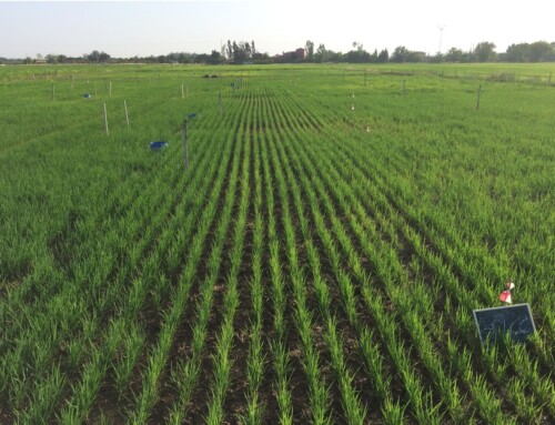 La Unión Extremadura propone tramitar la anulación de la ZEPA Arrozales de Palazuelo y Guadalperales