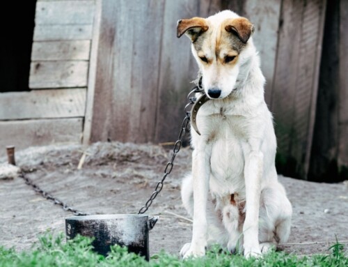 Fiscalía pide 37 años a dos cazadores de Puebla de la Reina por maltratar a 30 perros, mientras la protectora El Refugio pide 85 años de prisión