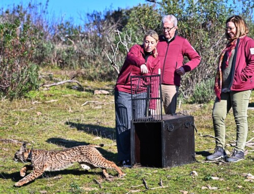 María Guardiola participa en la suelta de un lince ibérico en Monfragüe