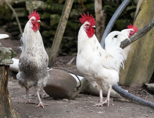 La Consejeria de Agricultura prohíbe la cría de aves de corral al aire libre a causa de la gripe aviar