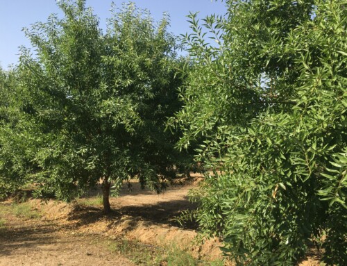 El CFMR de Don Benito imparte un curso especializado en últimas tendencias de poda y fertirrigación del almendro para mejorar las opciones laborales