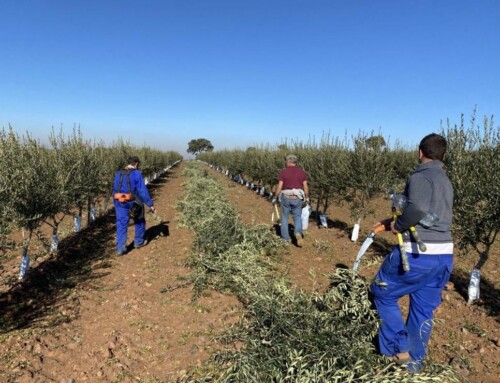 El CFMR de Don Benito imparte un curso de nuevas técnicas de poda en olivicultura moderna para asegurar la productividad y calidad de las cosechas