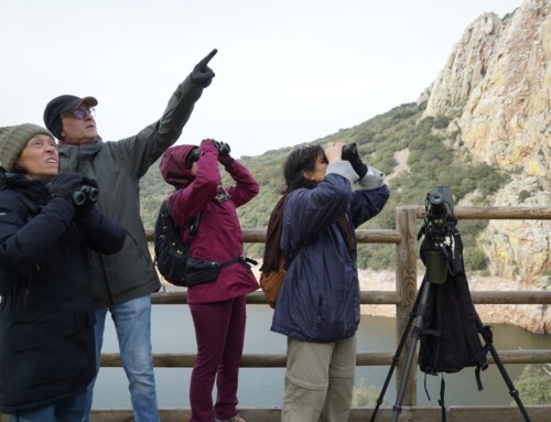 Monfragüe presume con FIO de su privilegiada atalaya para la observación de aves