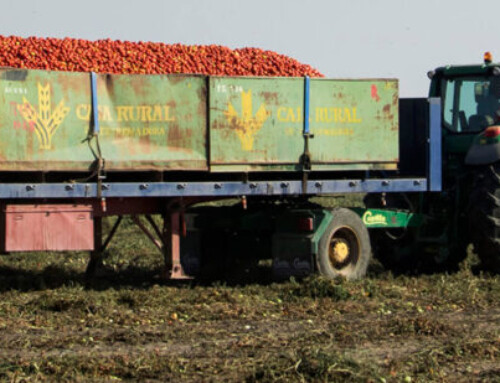 Enfado con Cooperativas Extremadura por el precio del tomate: De «la zorra guardando las gallinas» a «nunca debe ser menor que el año pasado»