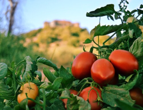 APAG Extremadura muestra su desacuerdo con los costes de Cooperativas para el tomate