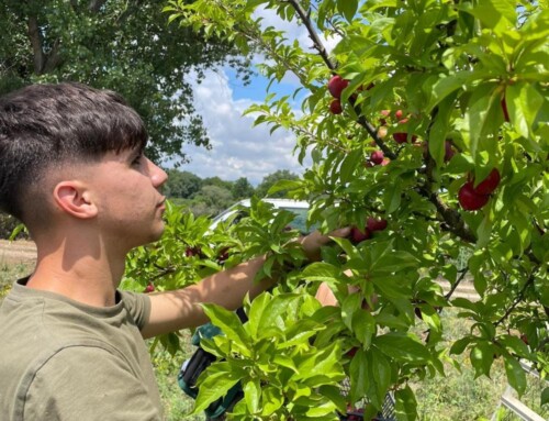 El CFMR de Moraleja realiza un curso de conservas vegetales artesanas con frutas y verduras locales, promoviendo el consumo responsable